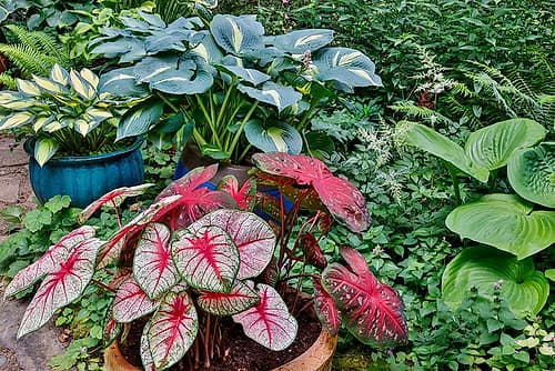 USA, Washington State, Sammamish. Garden with flower pots of caladiums and hosta Art Print